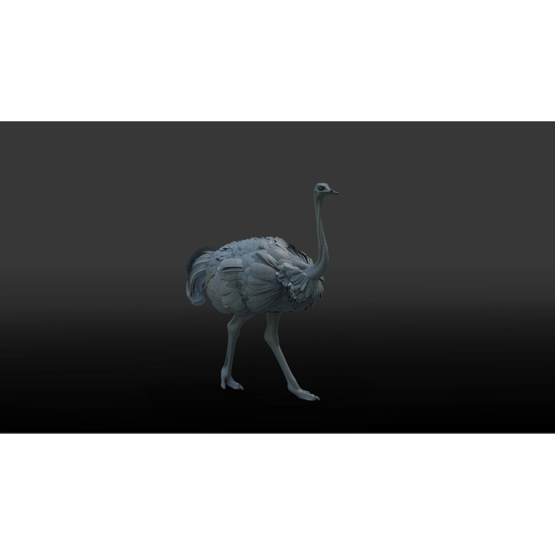 Ostrich 3D Model – Animated, Rigged, PBR, Blender, OBJ - View 14