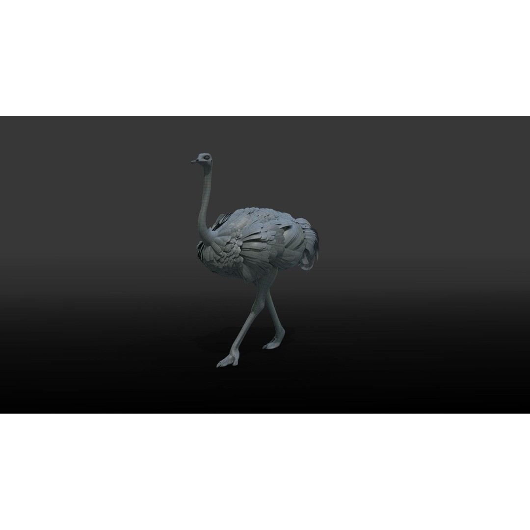 Ostrich 3D Model – Animated, Rigged, PBR, Blender, OBJ - View 15