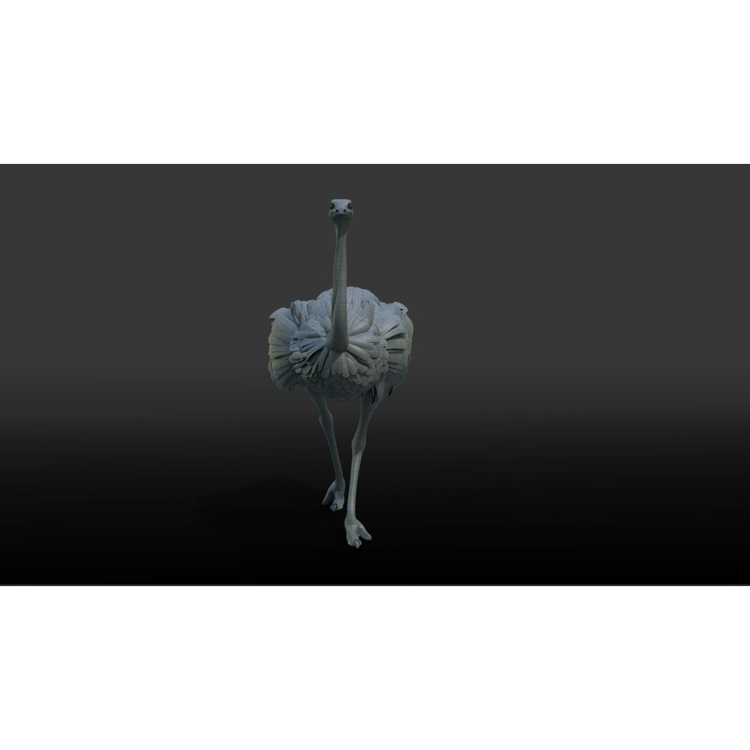 Ostrich 3D Model – Animated, Rigged, PBR, Blender, OBJ - View 16
