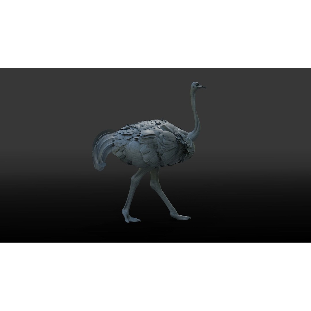 Ostrich 3D Model – Animated, Rigged, PBR, Blender, OBJ - View 17