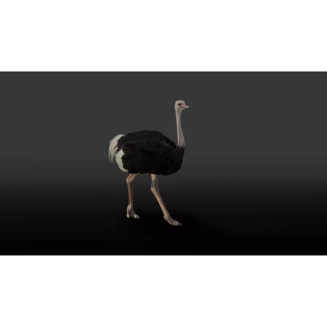 Ostrich 3D Model – Animated, Rigged, PBR, Blender, OBJ - View 2