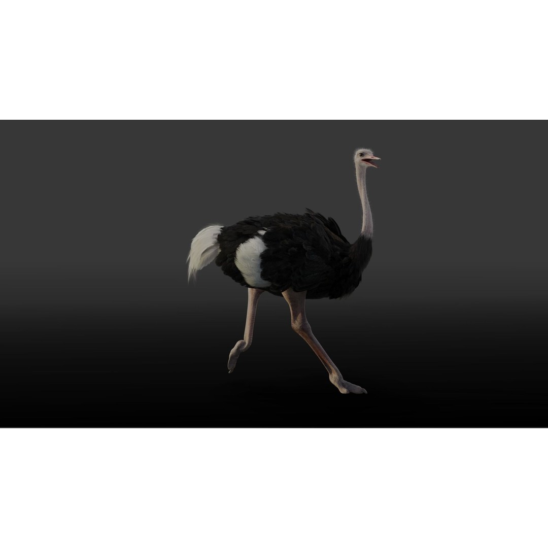 Ostrich 3D Model – Animated, Rigged, PBR, Blender, OBJ - View 3