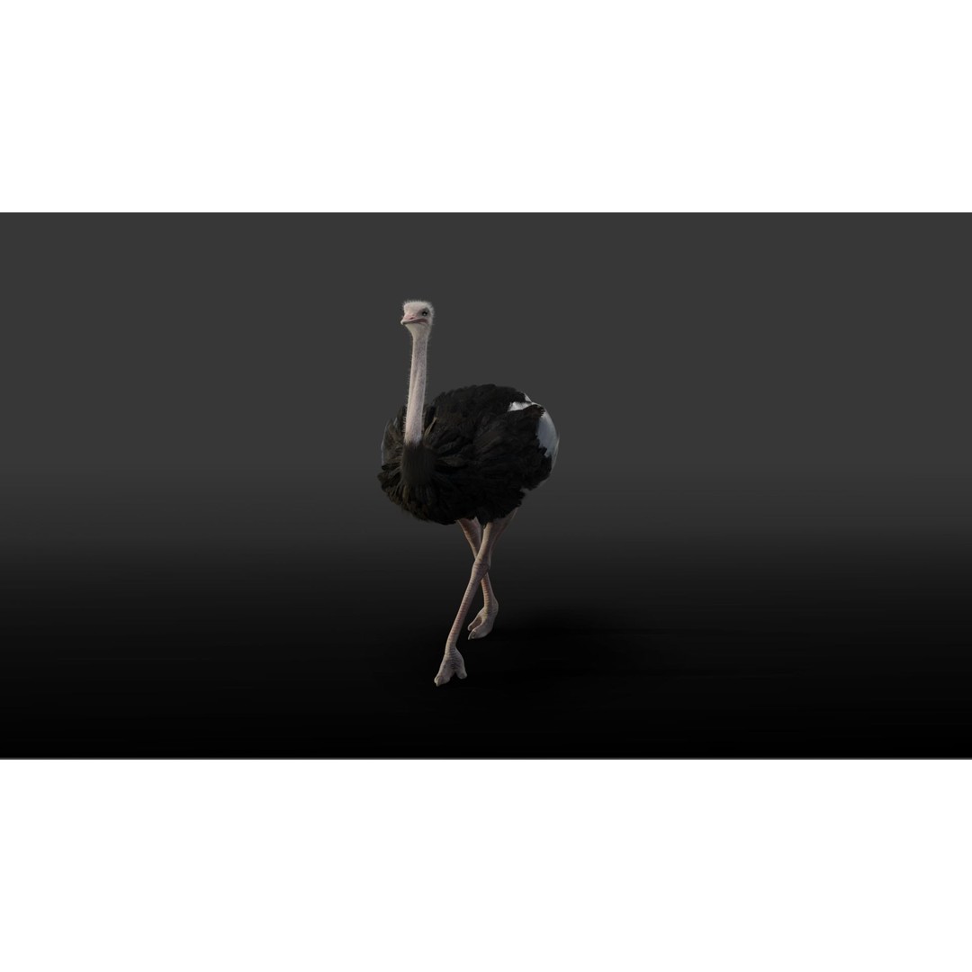 Ostrich 3D Model – Animated, Rigged, PBR, Blender, OBJ - View 4
