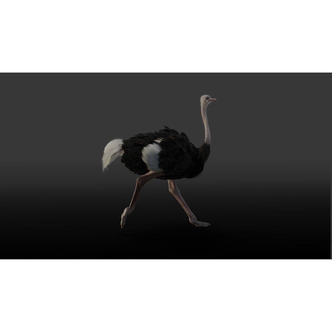 Ostrich 3D Model – Animated, Rigged, PBR, Blender, OBJ - View 5