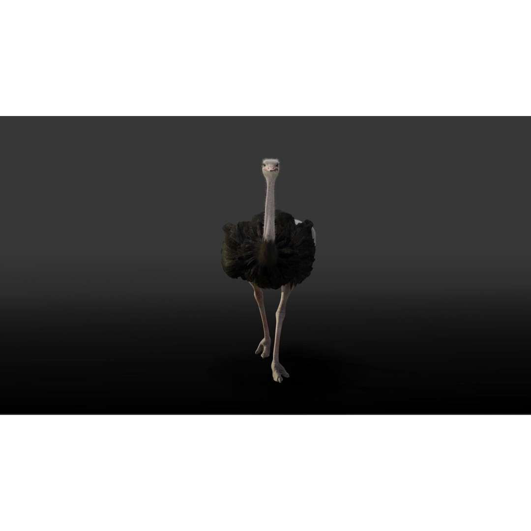 Ostrich 3D Model – Animated, Rigged, PBR, Blender, OBJ - View 6