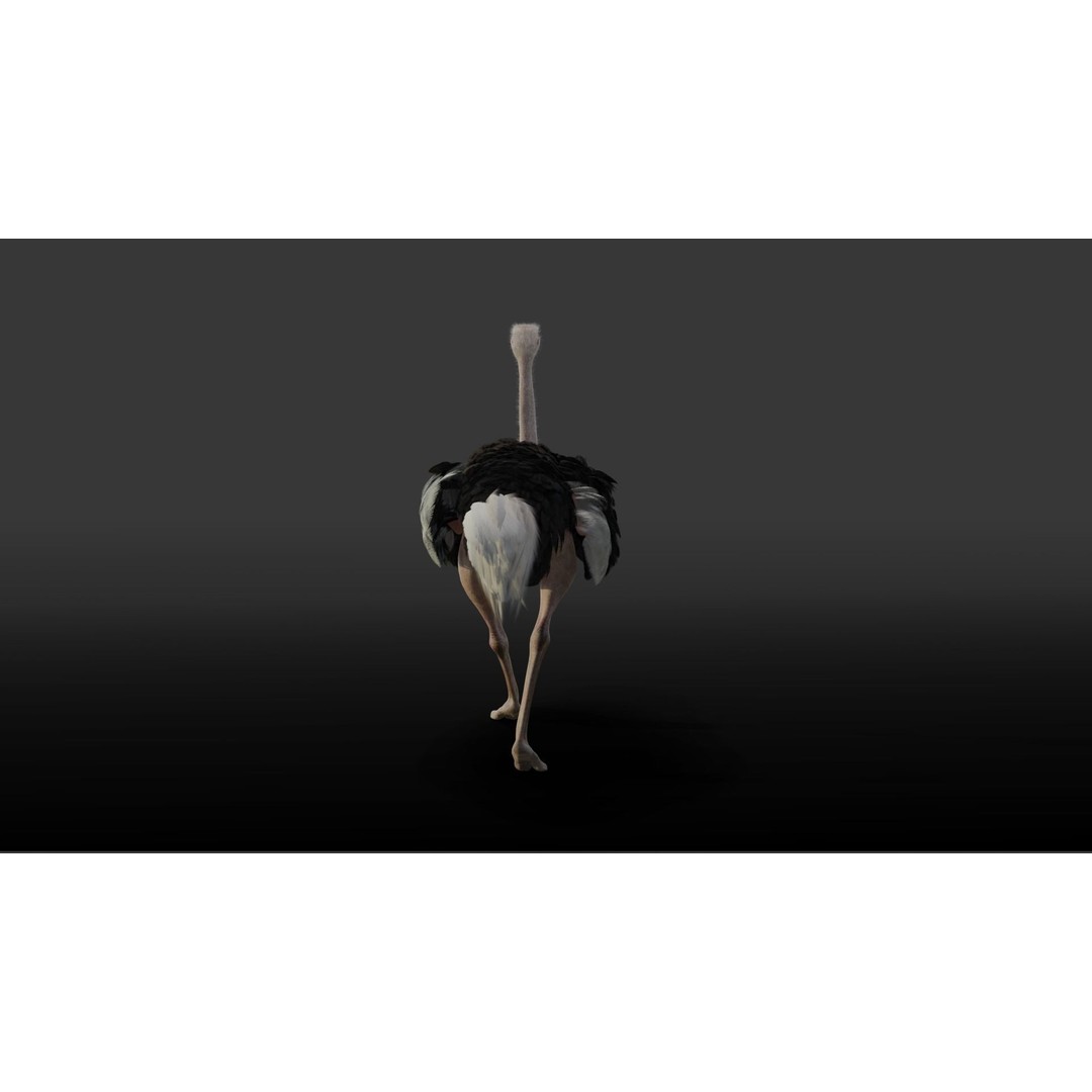 Ostrich 3D Model – Animated, Rigged, PBR, Blender, OBJ - View 7