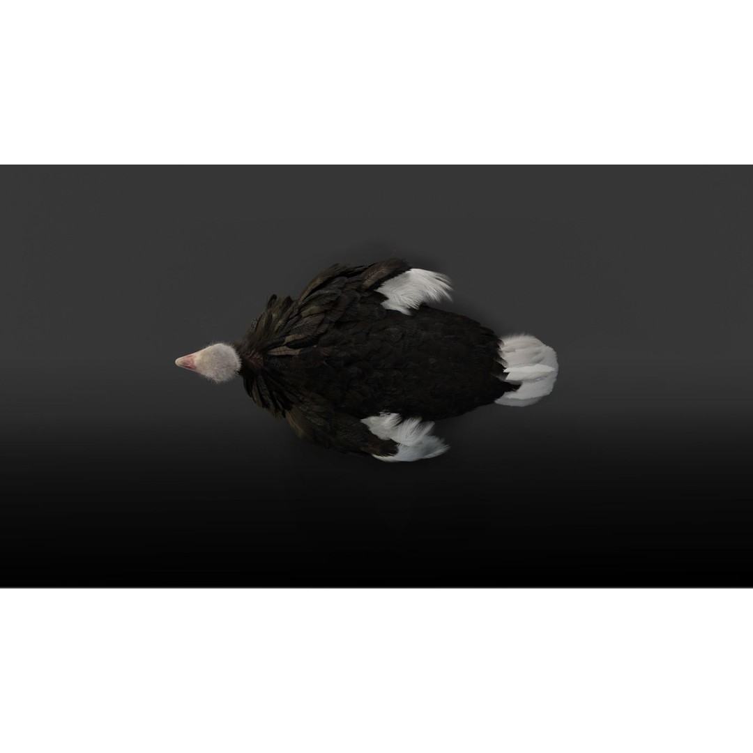 Ostrich 3D Model – Animated, Rigged, PBR, Blender, OBJ - View 8