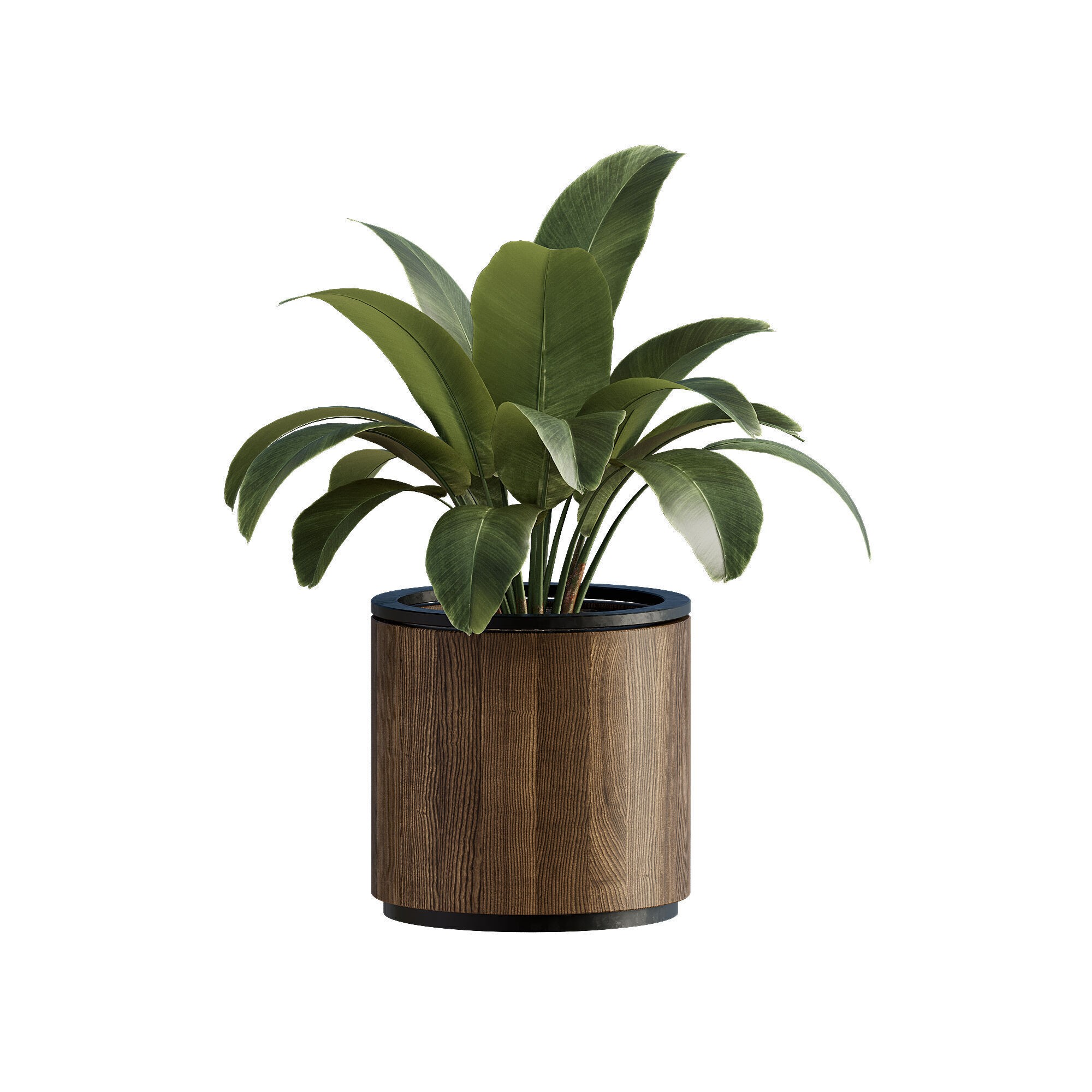 High-Quality Indoor Plants Collection - 3D Model