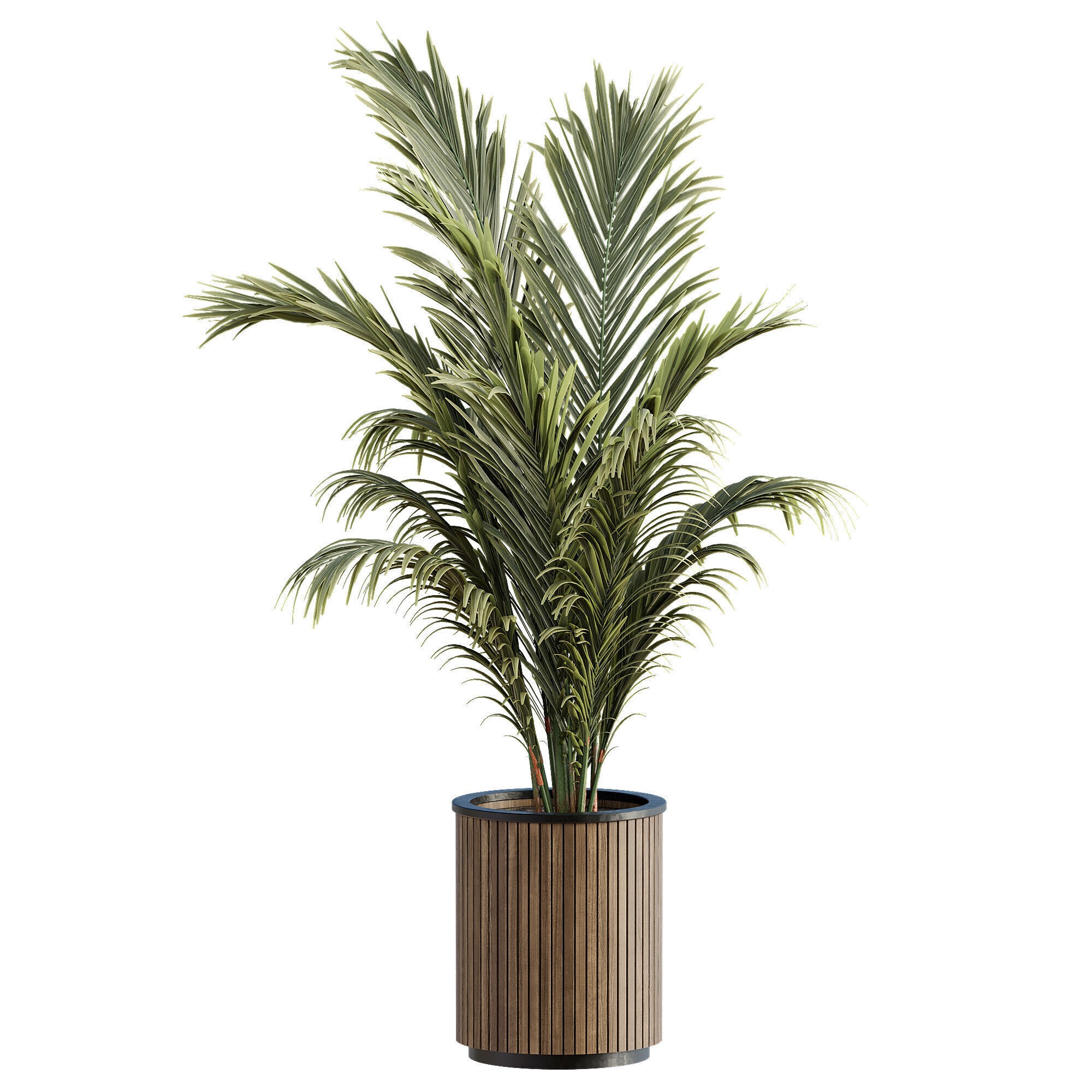 High-Quality Indoor Plants Collection - 3D Model - View 12