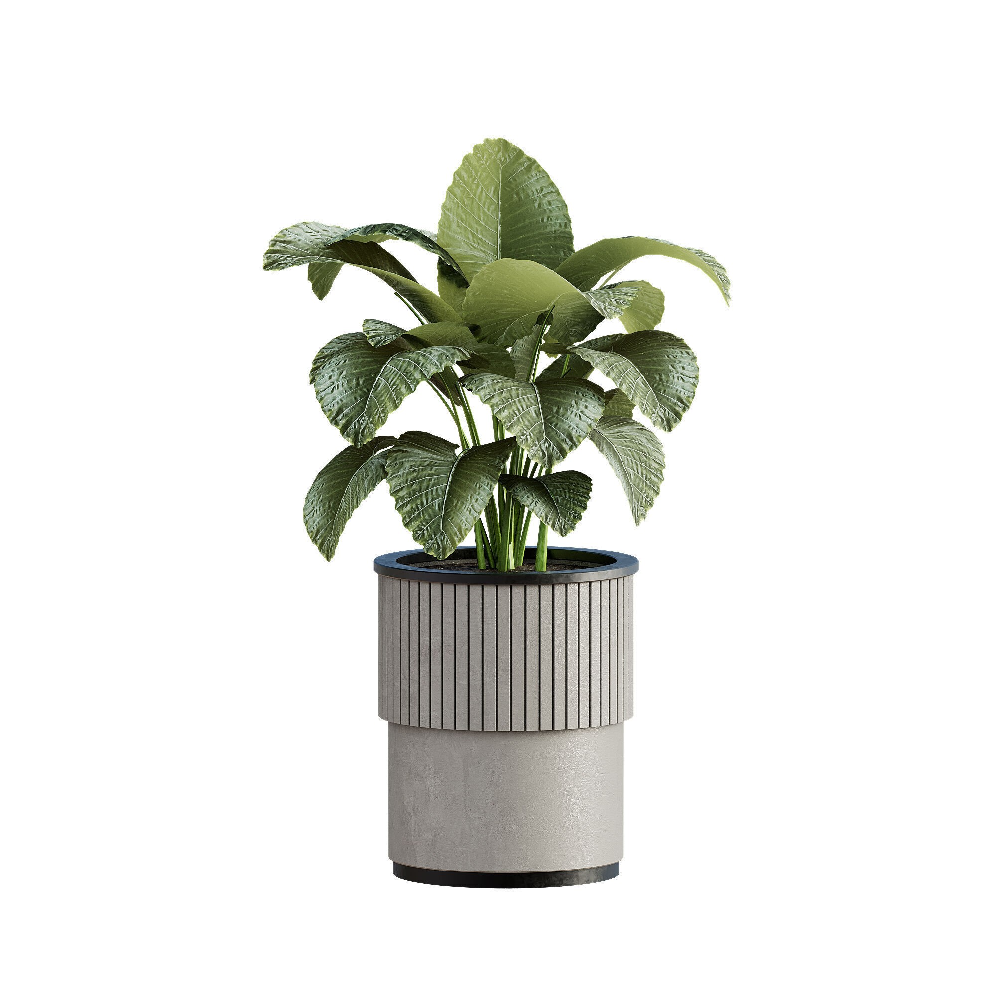 High-Quality Indoor Plants Collection - 3D Model - View 15