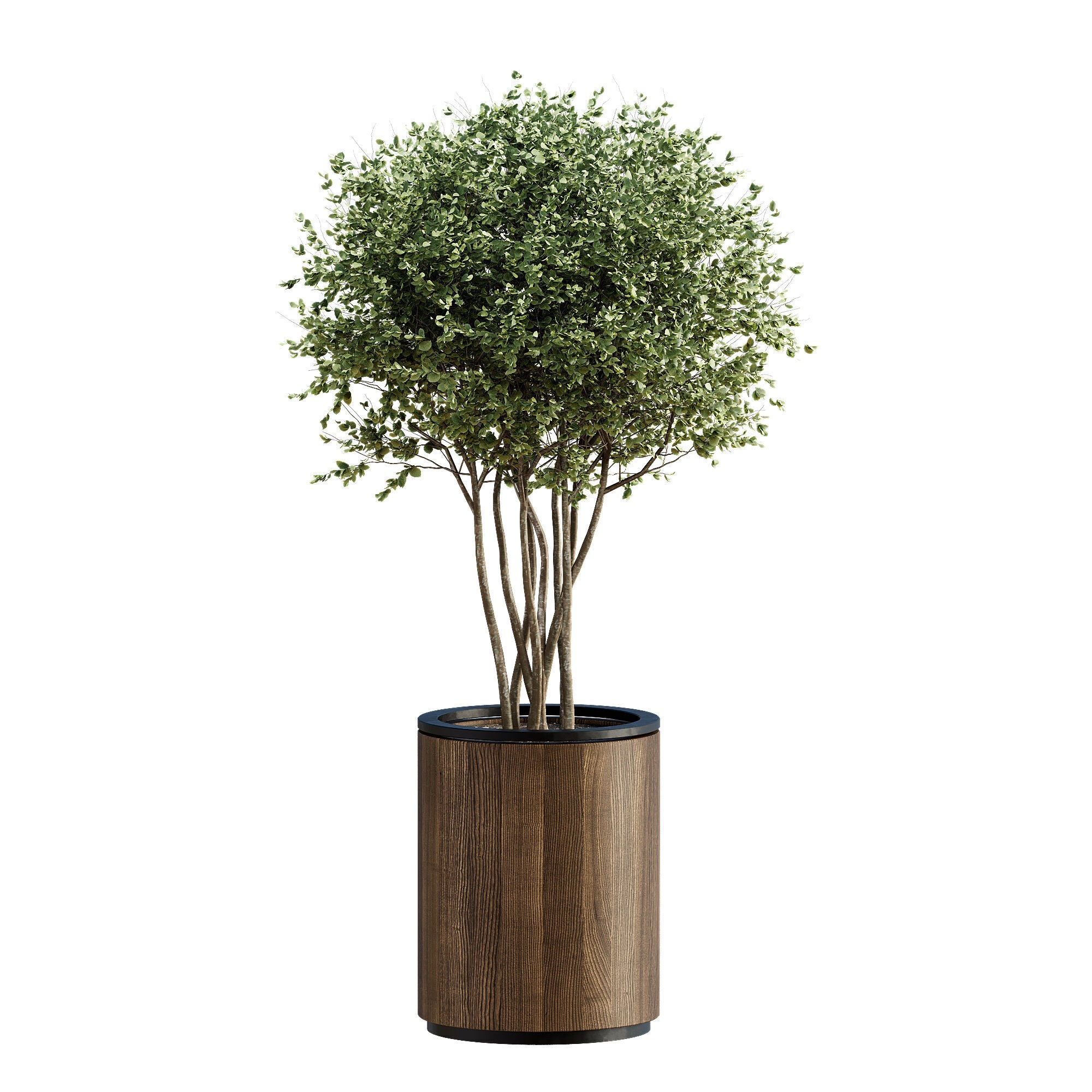 High-Quality Indoor Plants Collection - 3D Model - View 16