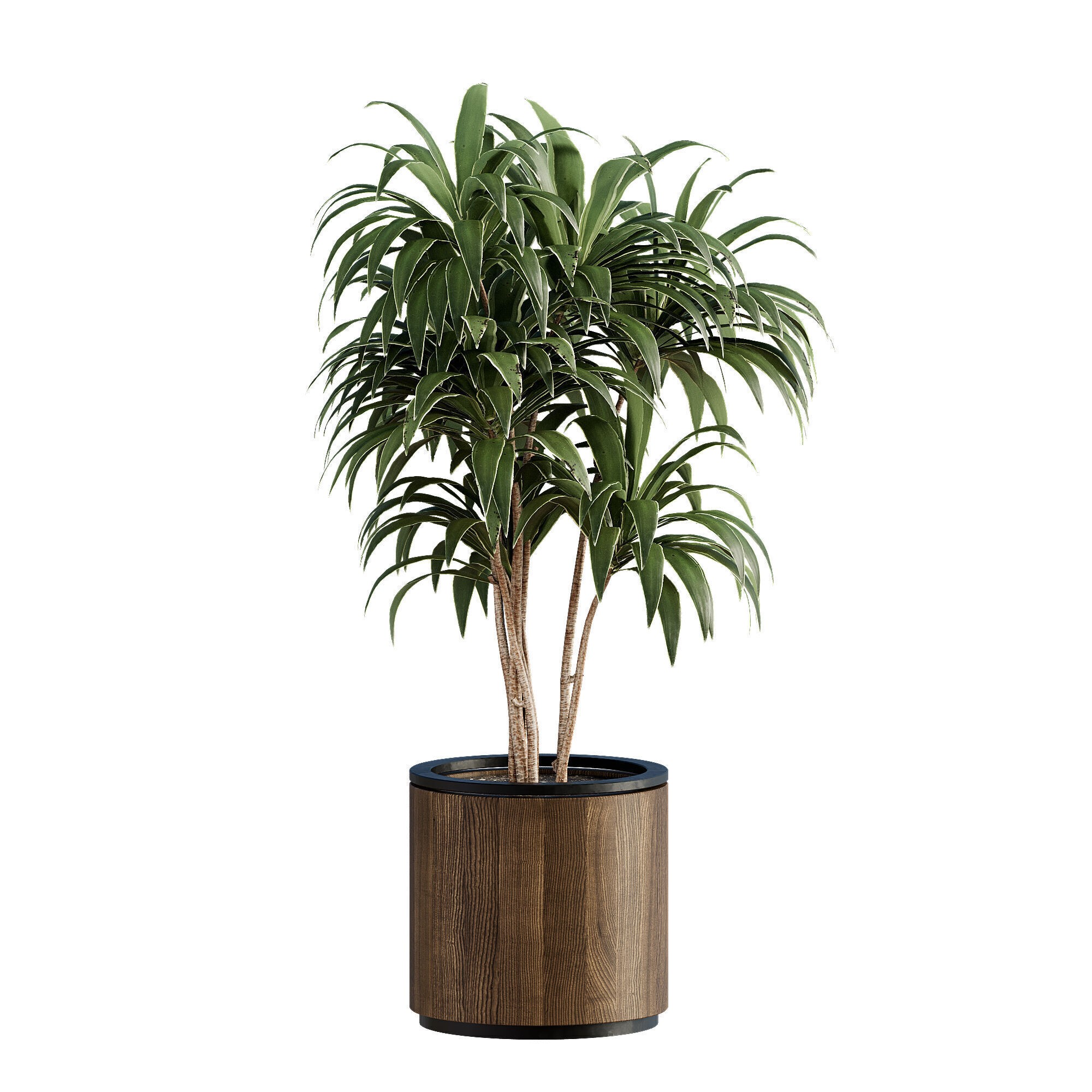 High-Quality Indoor Plants Collection - 3D Model - View 4