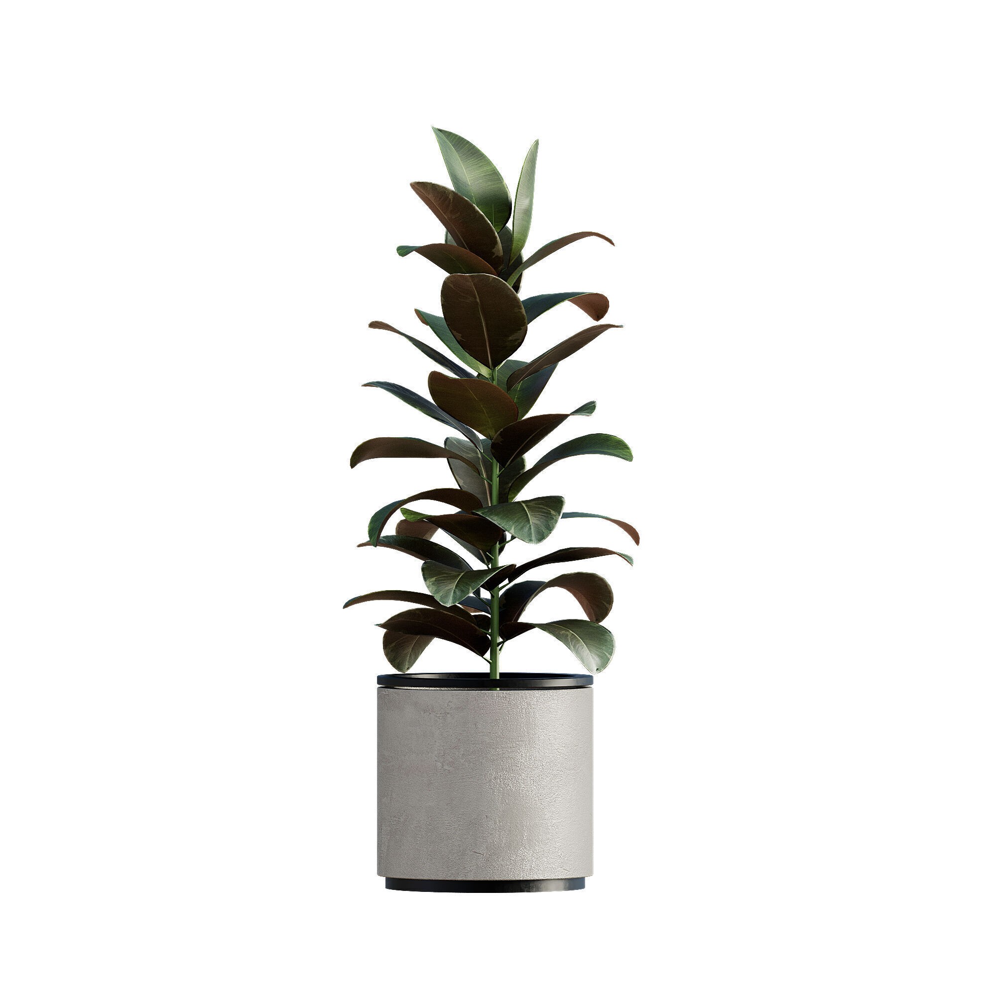 High-Quality Indoor Plants Collection - 3D Model - View 5