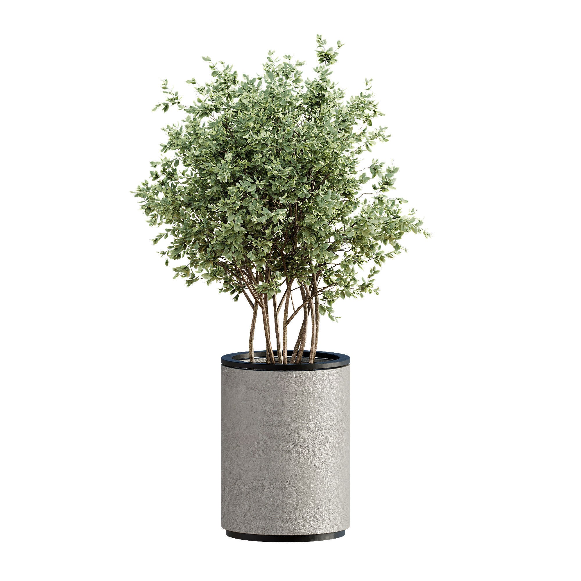 High-Quality Indoor Plants Collection - 3D Model - View 7