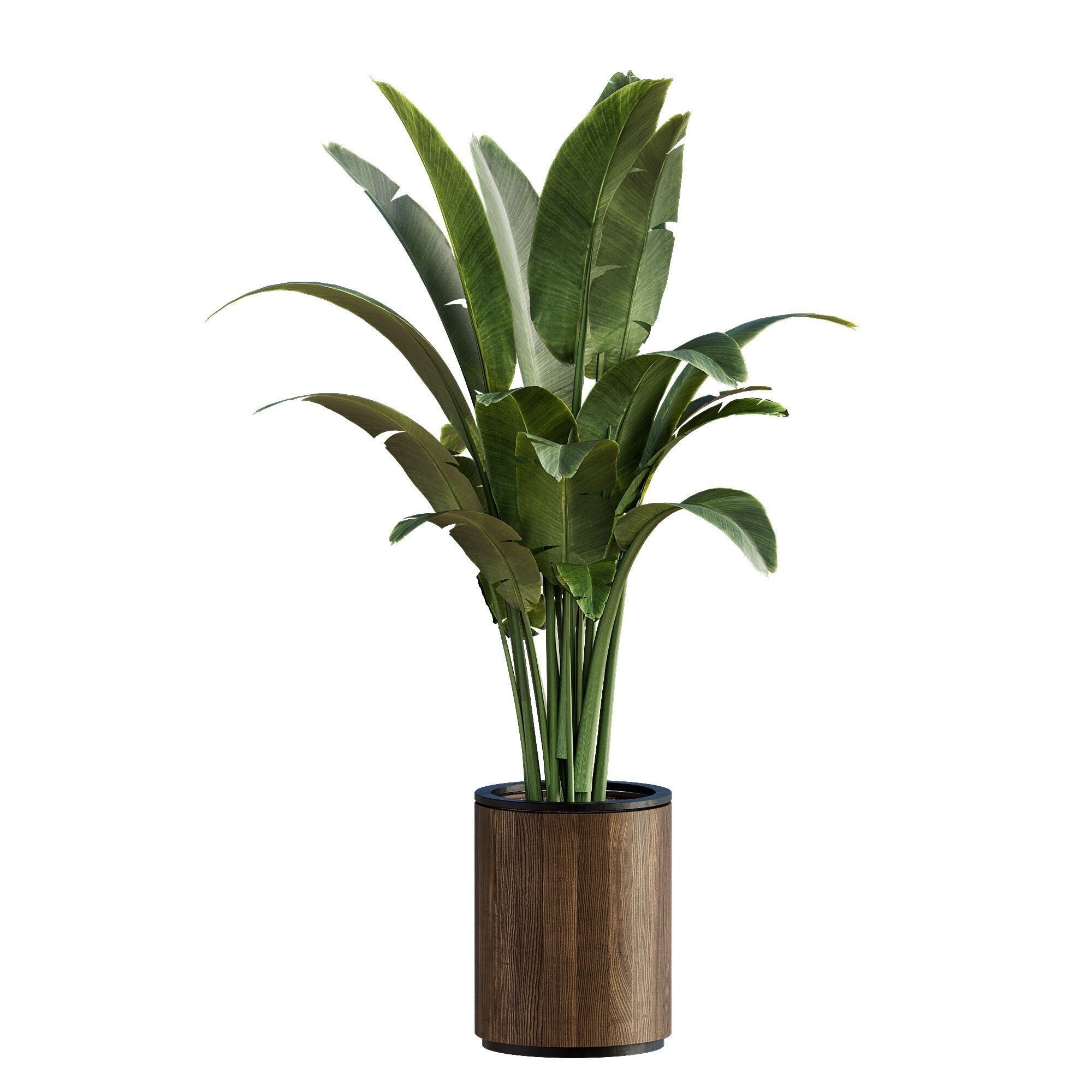 High-Quality Indoor Plants Collection - 3D Model - View 8