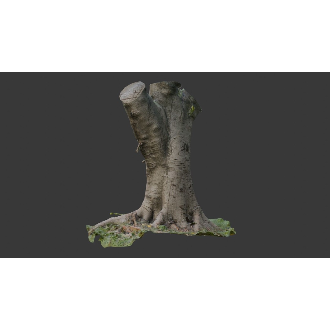 Old Pollarded Tree Trunk 3D Model – Low Poly Photogrammetry Asset, FBX