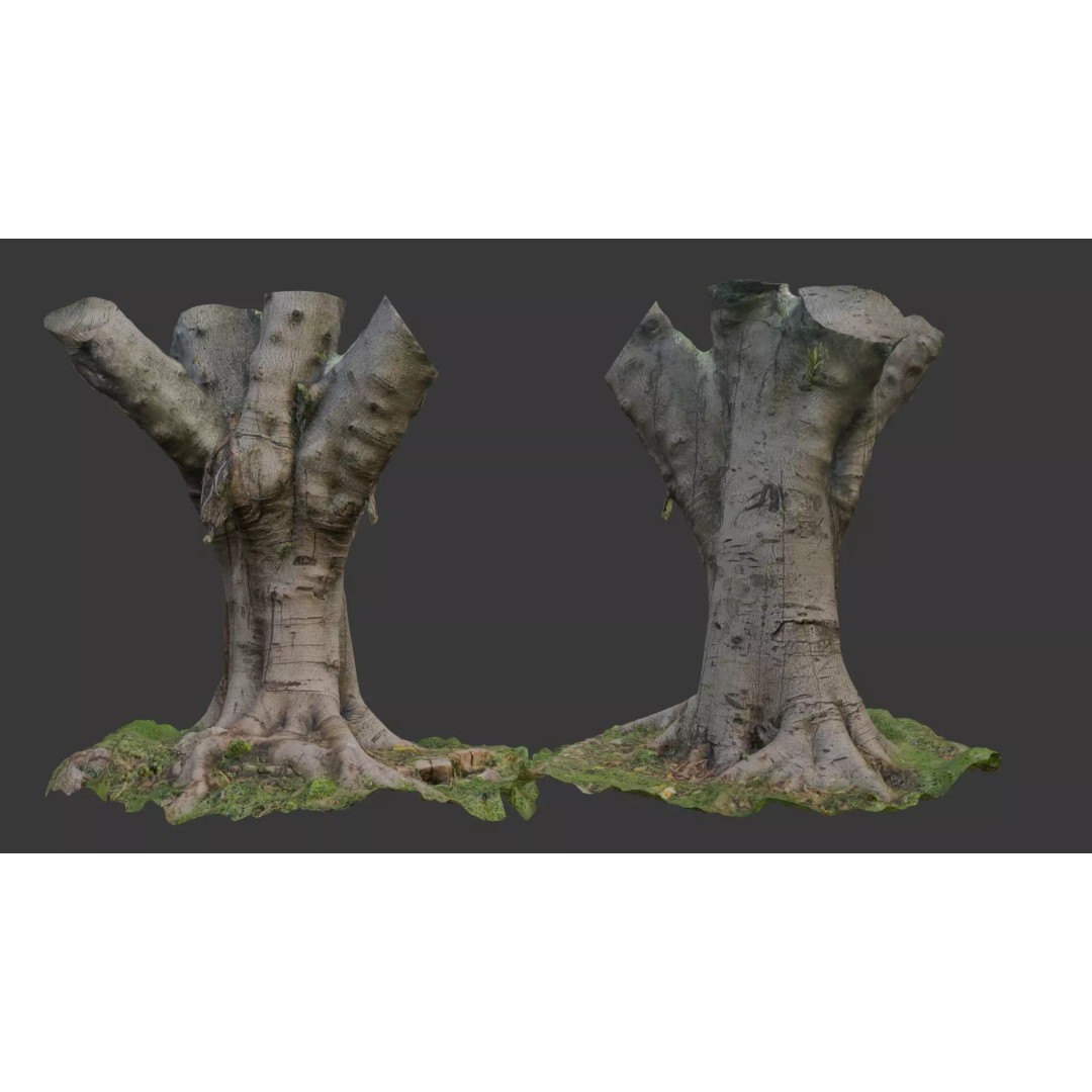 Old Pollarded Tree Trunk 3D Model – Low Poly Photogrammetry Asset, FBX - View 2