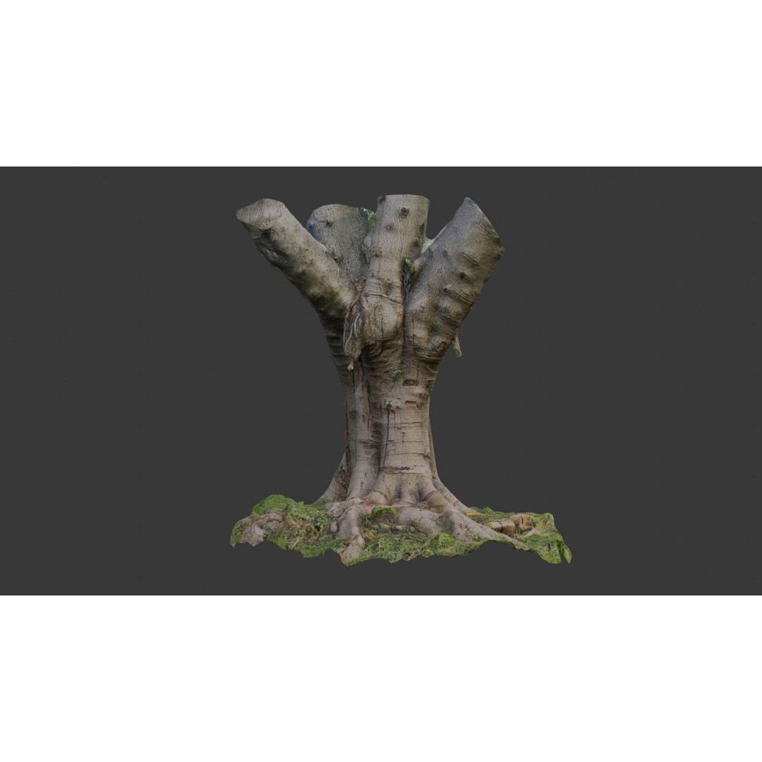 Old Pollarded Tree Trunk 3D Model – Low Poly Photogrammetry Asset, FBX - View 3