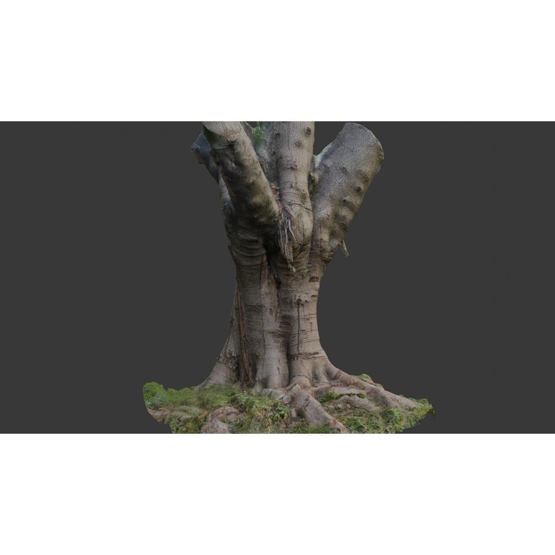 Old Pollarded Tree Trunk 3D Model – Low Poly Photogrammetry Asset, FBX - View 5
