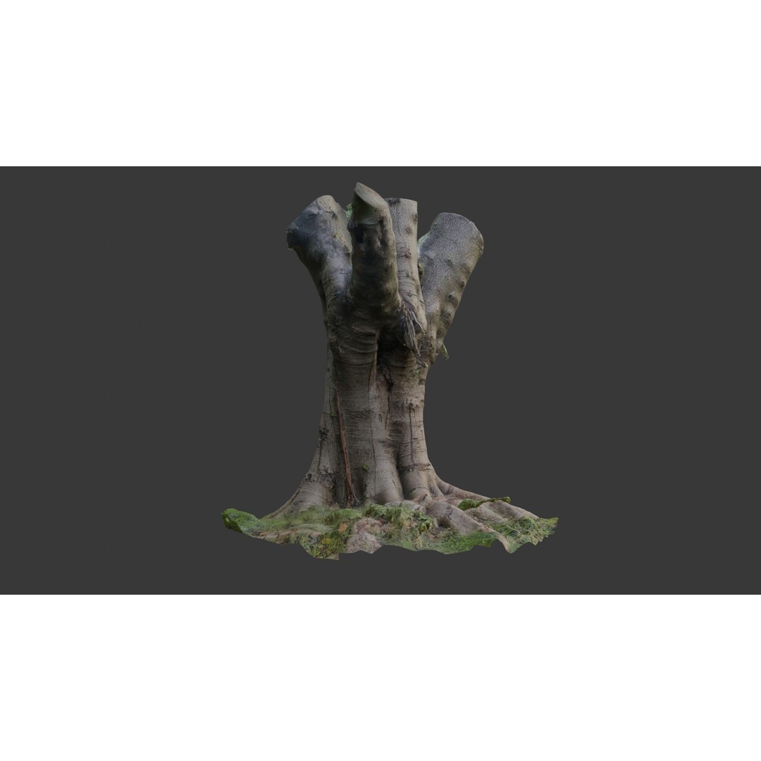Old Pollarded Tree Trunk 3D Model – Low Poly Photogrammetry Asset, FBX - View 6
