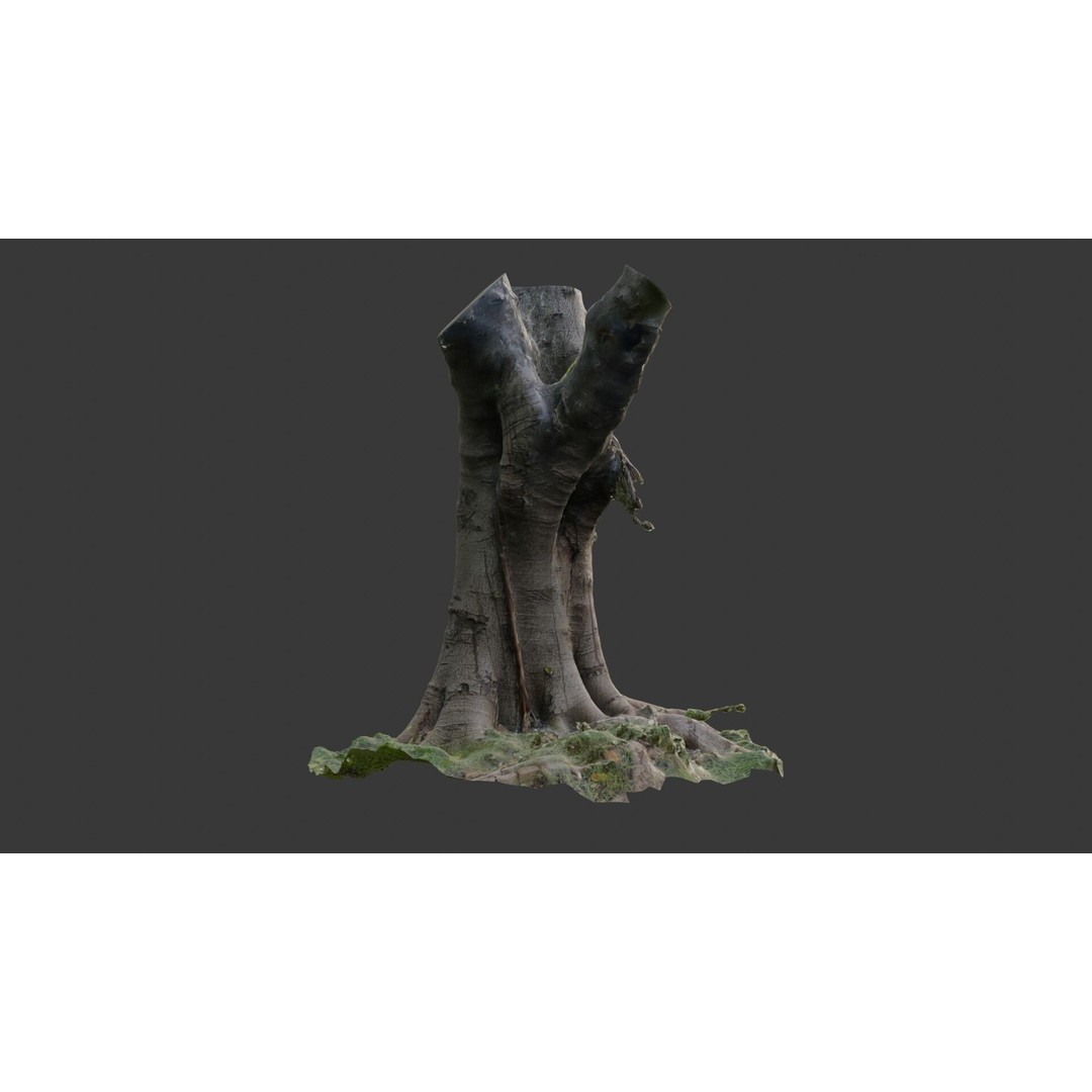 Old Pollarded Tree Trunk 3D Model – Low Poly Photogrammetry Asset, FBX - View 7