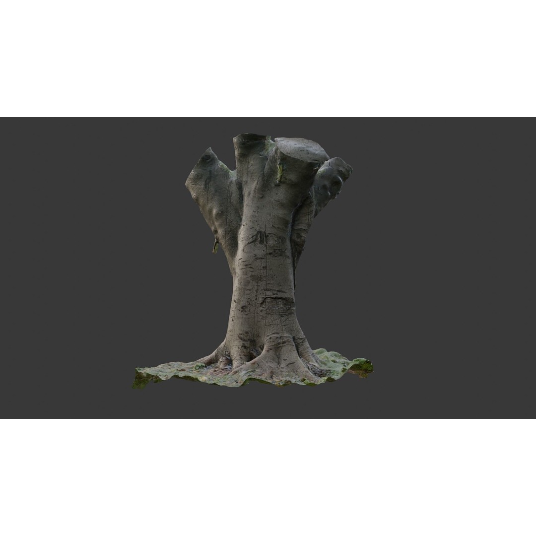 Old Pollarded Tree Trunk 3D Model – Low Poly Photogrammetry Asset, FBX - View 8