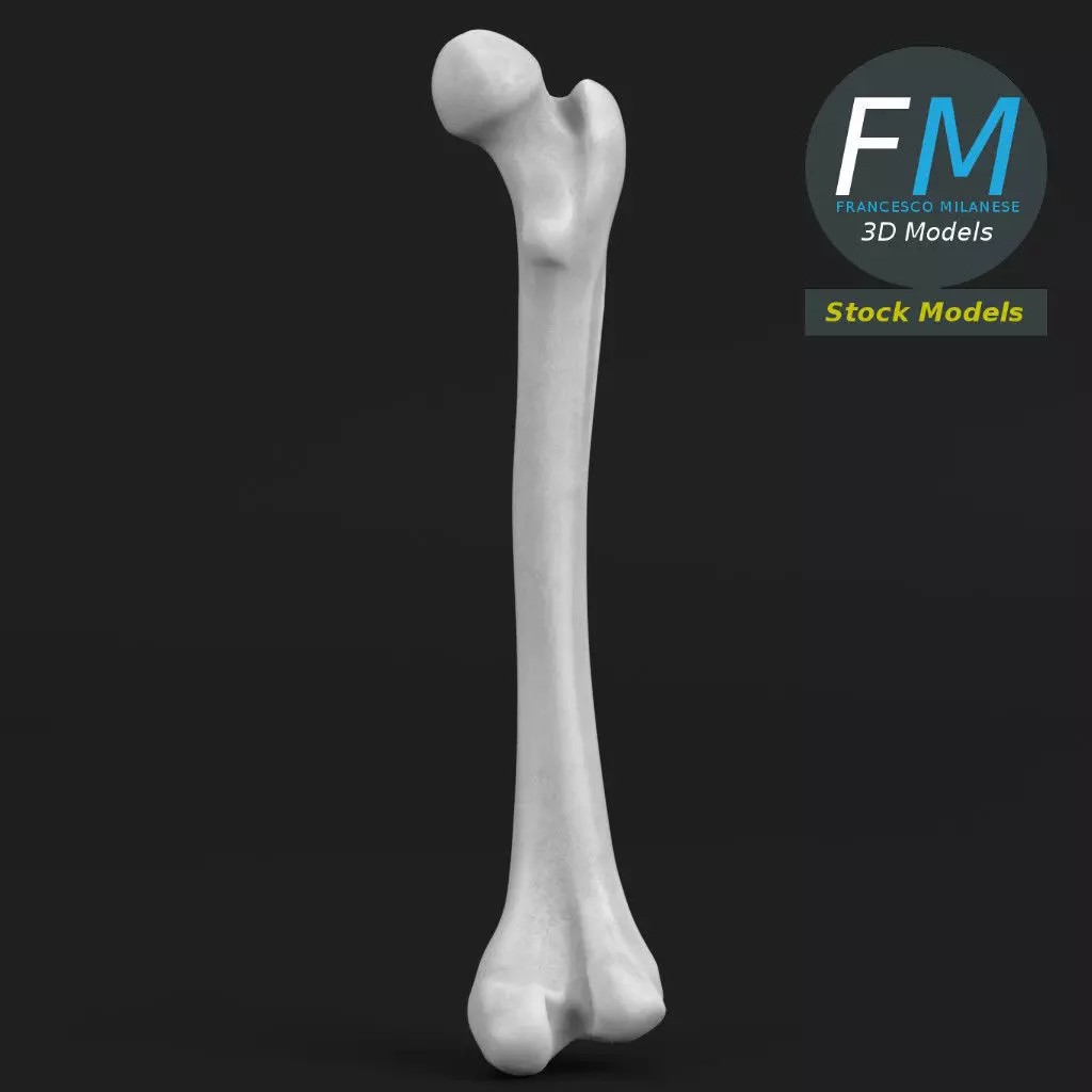 Human Femur 3D Model – Anatomical PBR Asset, FBX & OBJ - View 2
