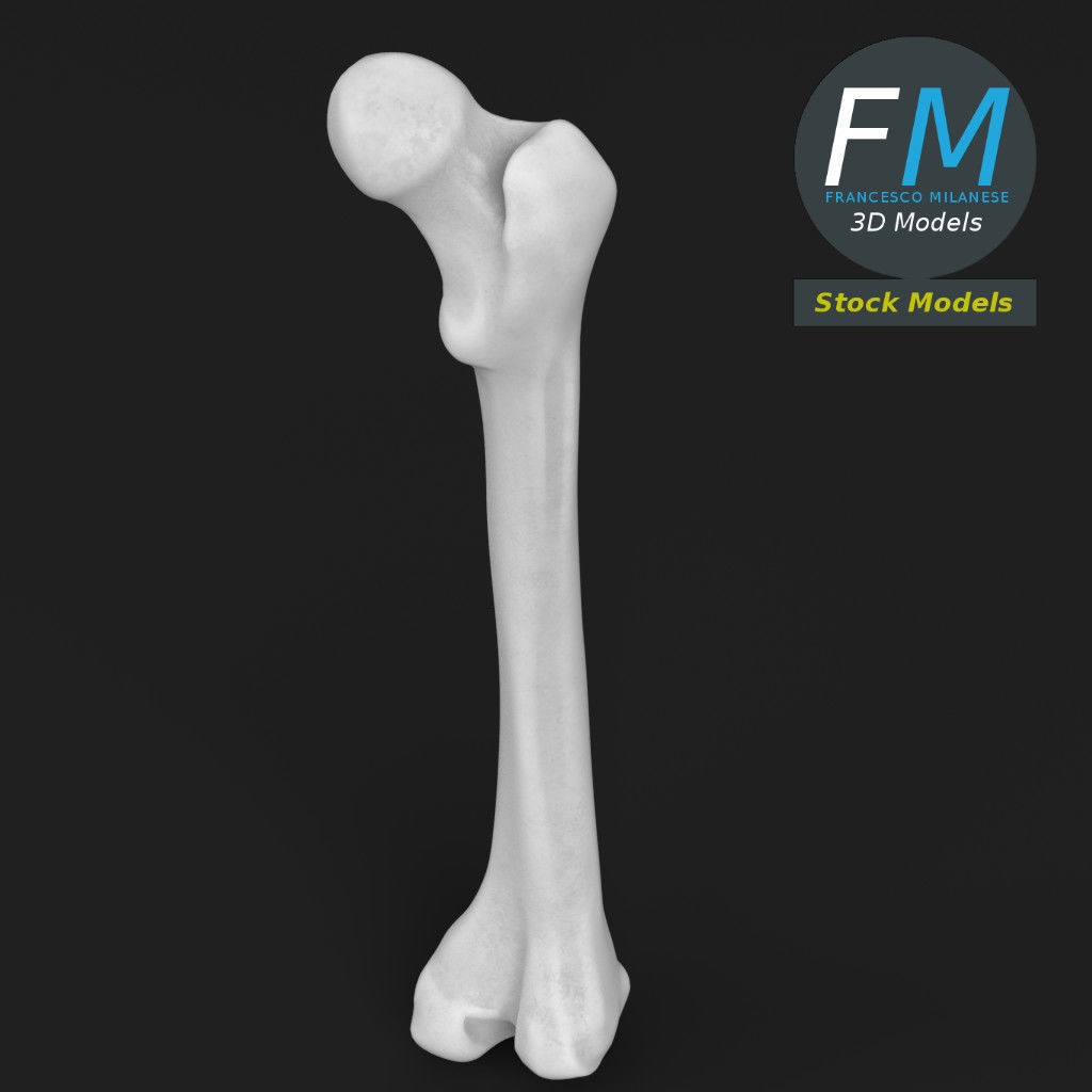 Human Femur 3D Model – Anatomical PBR Asset, FBX & OBJ - View 3