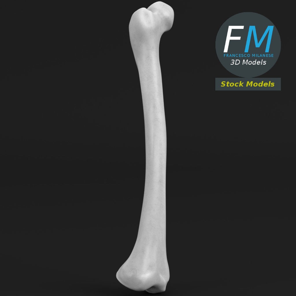 Human Femur 3D Model – Anatomical PBR Asset, FBX & OBJ - View 4