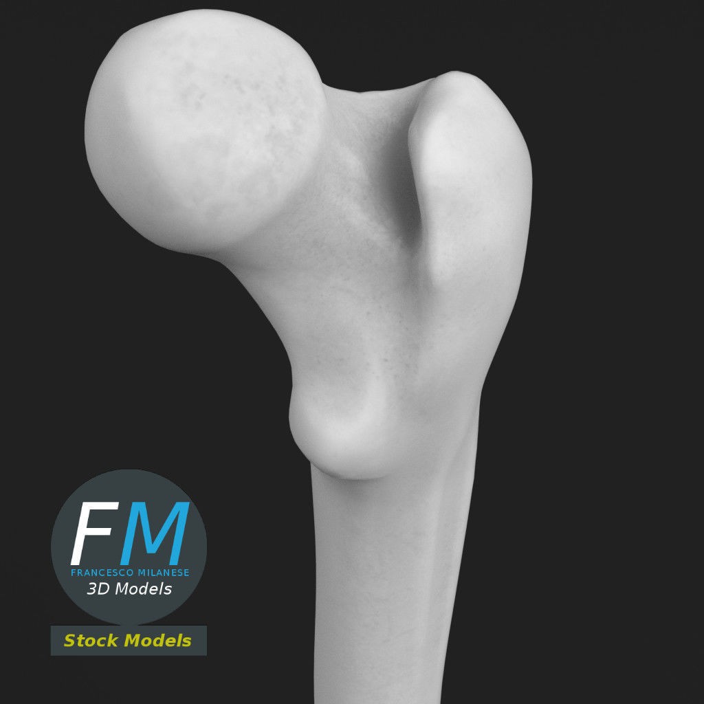 Human Femur 3D Model – Anatomical PBR Asset, FBX & OBJ - View 5
