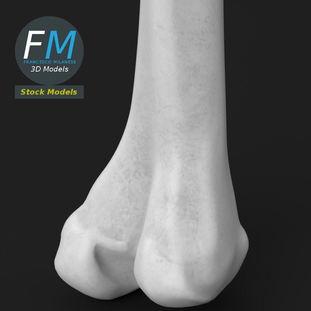 Human Femur 3D Model – Anatomical PBR Asset, FBX & OBJ - View 6