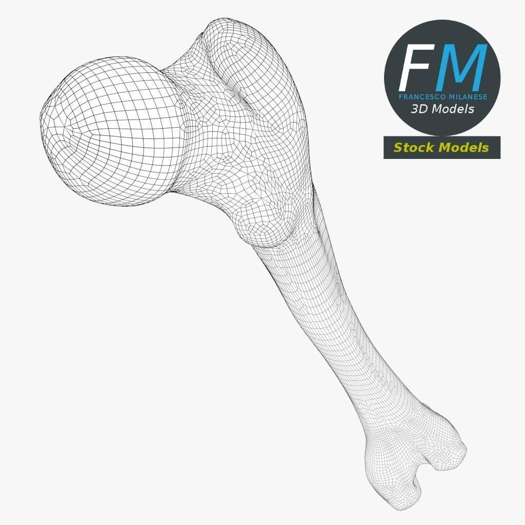 Human Femur 3D Model – Anatomical PBR Asset, FBX & OBJ - View 8