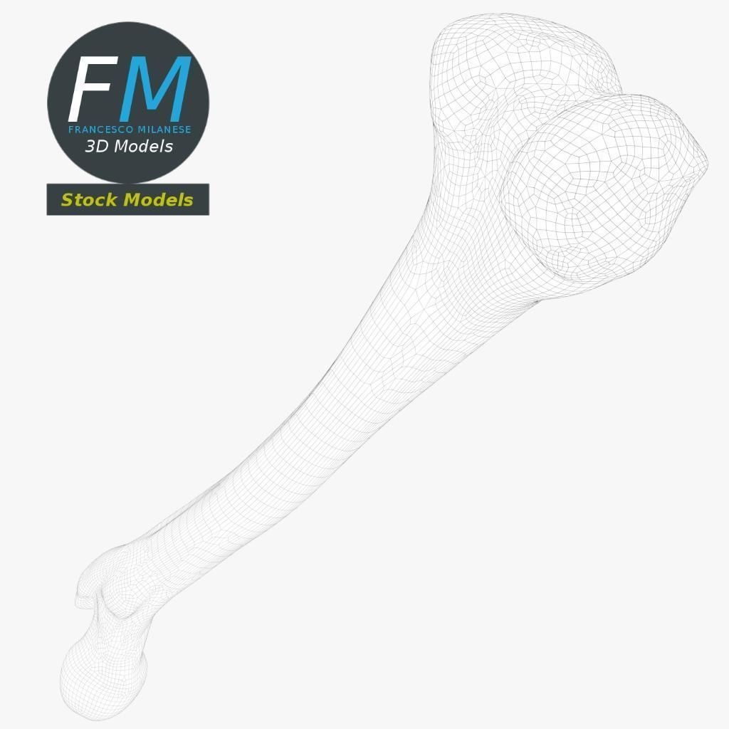 Human Femur 3D Model – Anatomical PBR Asset, FBX & OBJ - View 9