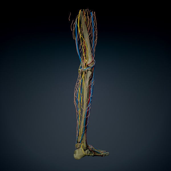 Human Male Leg 3D Model – Anatomically Accurate, PBR Textured - View 10