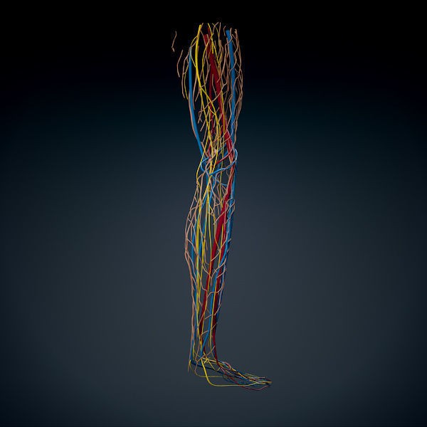 Human Male Leg 3D Model – Anatomically Accurate, PBR Textured - View 11