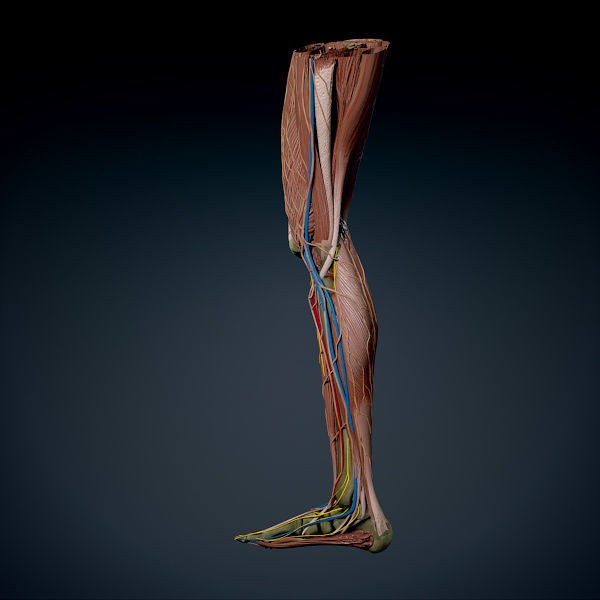 Human Male Leg 3D Model – Anatomically Accurate, PBR Textured - View 14