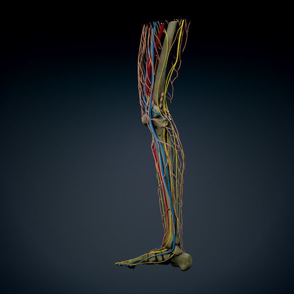 Human Male Leg 3D Model – Anatomically Accurate, PBR Textured - View 15