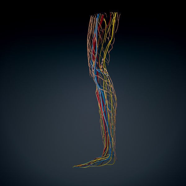 Human Male Leg 3D Model – Anatomically Accurate, PBR Textured - View 16