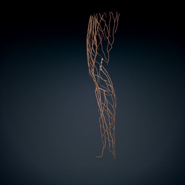 Human Male Leg 3D Model – Anatomically Accurate, PBR Textured - View 17