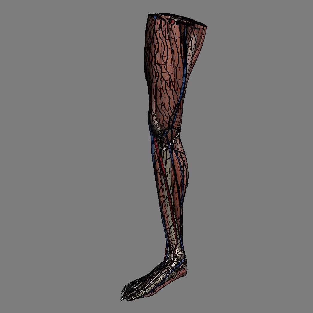 Human Male Leg 3D Model – Anatomically Accurate, PBR Textured - View 19