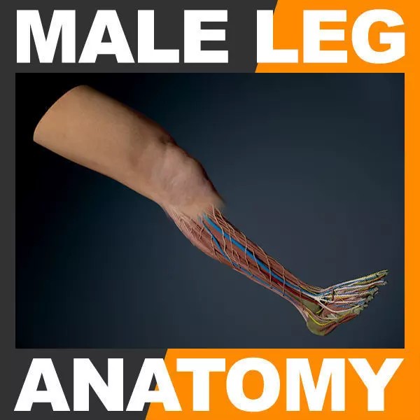 Human Male Leg 3D Model – Anatomically Accurate, PBR Textured - View 2
