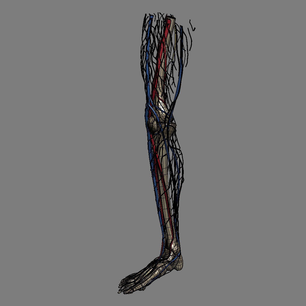 Human Male Leg 3D Model – Anatomically Accurate, PBR Textured - View 20