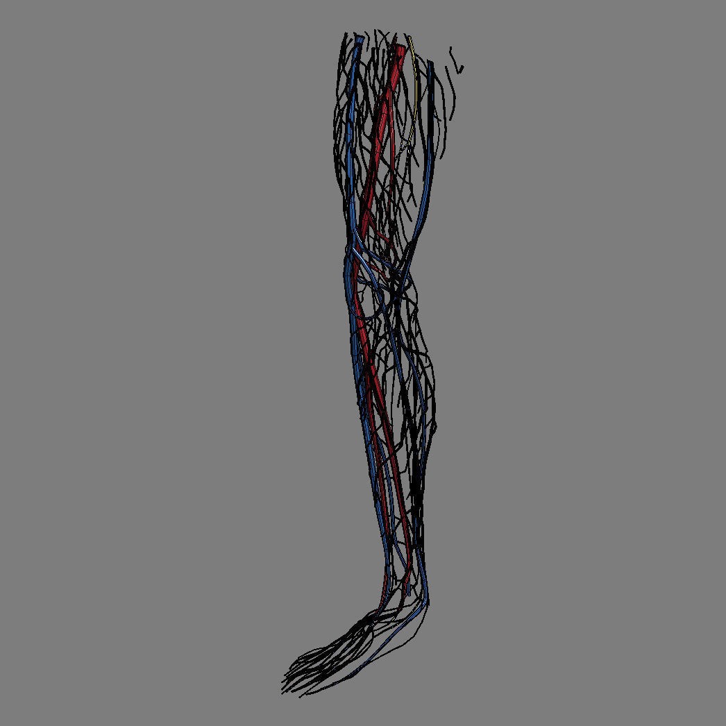 Human Male Leg 3D Model – Anatomically Accurate, PBR Textured - View 21