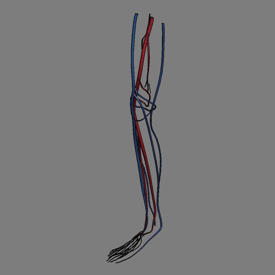 Human Male Leg 3D Model – Anatomically Accurate, PBR Textured - View 22