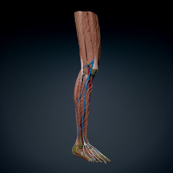Human Male Leg 3D Model – Anatomically Accurate, PBR Textured - View 4