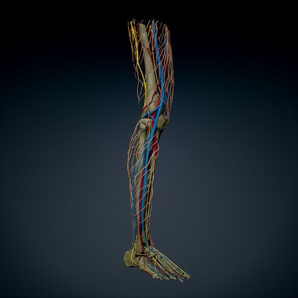 Human Male Leg 3D Model – Anatomically Accurate, PBR Textured - View 5
