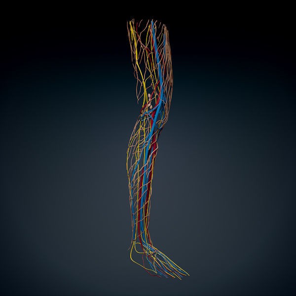 Human Male Leg 3D Model – Anatomically Accurate, PBR Textured - View 6