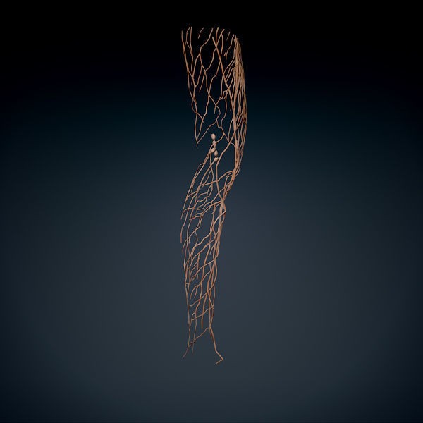 Human Male Leg 3D Model – Anatomically Accurate, PBR Textured - View 7
