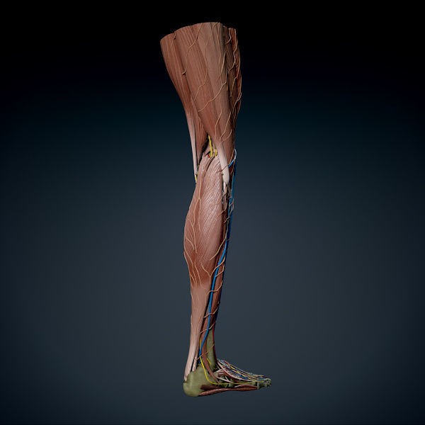 Human Male Leg 3D Model – Anatomically Accurate, PBR Textured - View 9