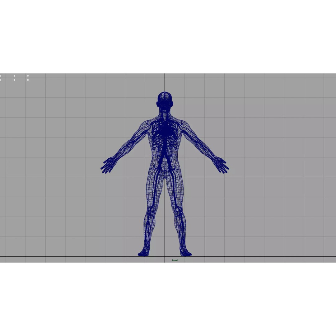 Angiology Human Anatomy 3D Model – PBR Textured Character Asset, FBX